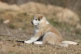 AKITA INU 105
